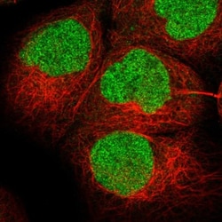 BPTF/FALZ Antibody, Novus Biologicals 0.1mL; Unlabeled:Antibodies, Polyclonal